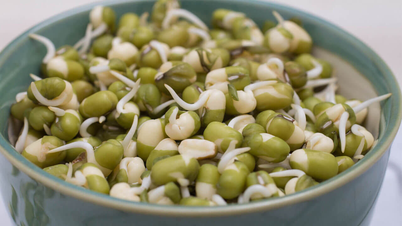 mung beans sprout