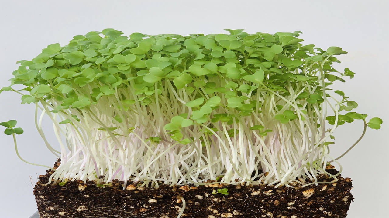 mustard sprouts 
