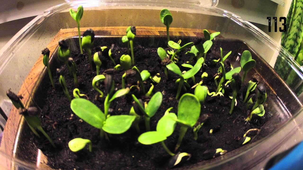 sunflower sprouts 