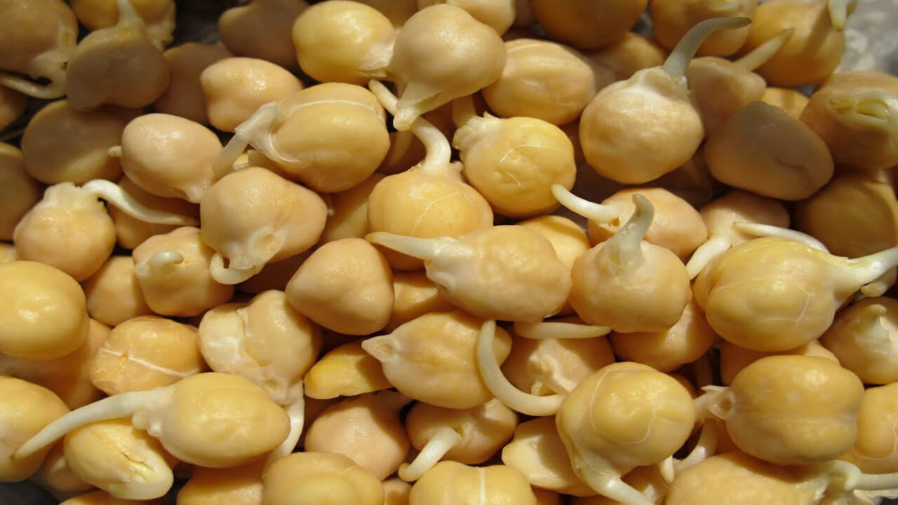 white chickpeas sprouts 